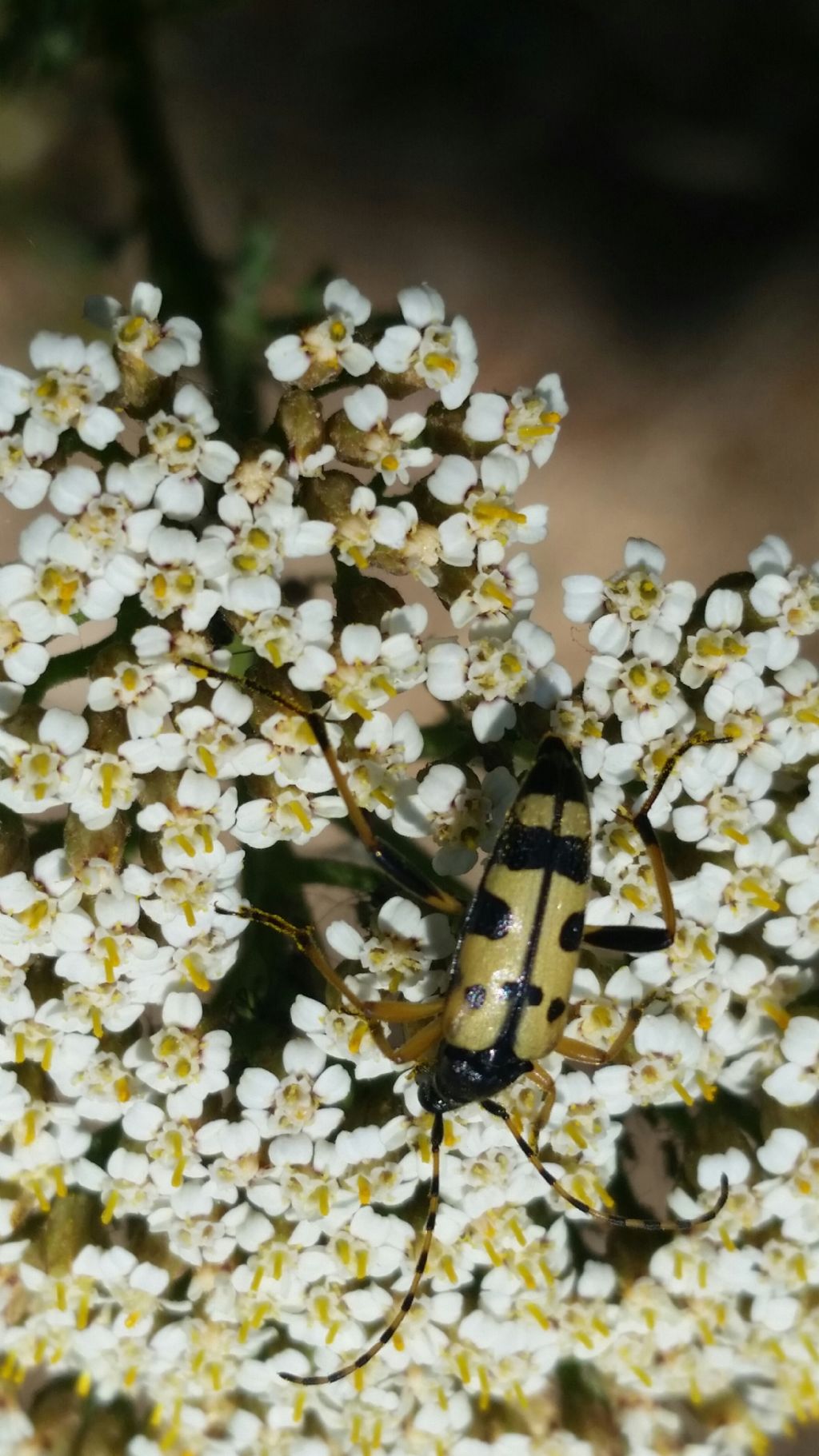 Cerambycidae: Rutpela maculata